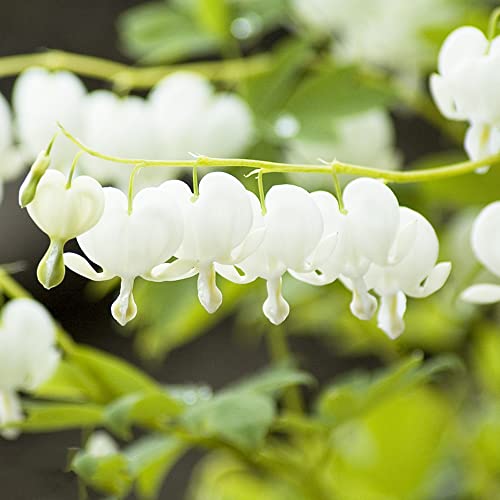 tränendes herz weiß Dicentra spectabilis samen - Seltene Pflanze serie - ingarden pflanzen für draußen winterhart bloom winterfeste pflanzen für kübel blumendeko 700 Stück von WJKWY-Q