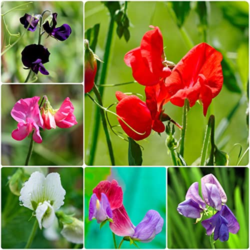 wicken kletterpflanze samen duftwicke,Lathyrus odoratus,Edelwicken Edelwicke, blumen indoor garten bonsai blumenwiese ausgefallene geschenke garden nachhaltige geschenke für frauen 100 stück von WJKWY-Q