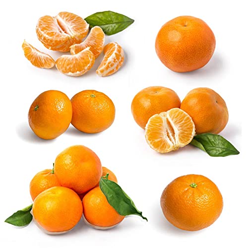 winterharte orangenbaum samen - Citrus Seltene Pflanzen serie - deko büro baum exotische plant obstsamen pflanztöpfe zimmerpflanzen wenig lichtbedarf mini garten 250 Stück von WJKWY-Q