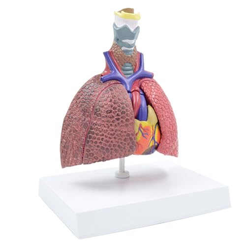 Anatomische Atemsystemmodell Lebensgröße Pathologische Lungenanatomie Für Krankheiten Studienausbildung Hilfsmittel Menschliche Lunge Anatomische Atemsystemmodell Lebensgröße Pathologische Lungenanatomie Für Krankheiten Studienausbildung Hilfsmittel Menschliche Lunge von WKabnkn
