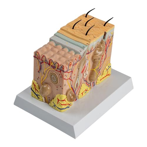 Menschliche Hautanatomie Modellstruktur Anatomischer Anatomie Für Wissenschaftsklassenzimmerstudie Hautgewebedemonstration Menschliche Hautanatomie Modellstruktur Anatomischer Anatomie Für Wissenschaftsklassenzimmerstudie Hautgewebedemonstration von WKabnkn
