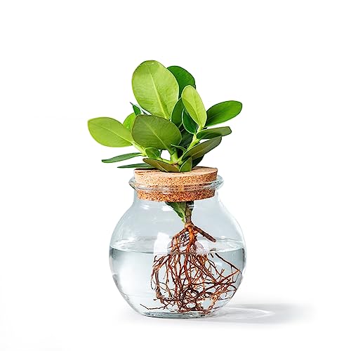 WL Plants Clusia Hydrokultur Glas - Apfelfeige - Propagation Station - Zimmerpflanzen - Ø12cm - ± 30cm Hoch - Reagenzglas vase - Im Kugelglas mit Klickkorke von WL PLANTS