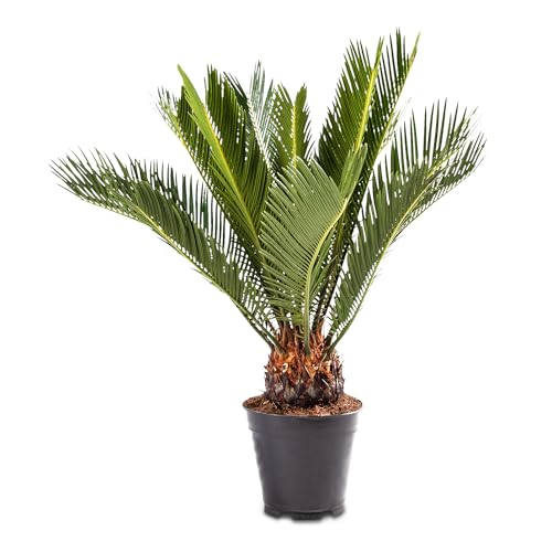 WL Plants 2x Cycas Revoluta Zimmerpflanze - Friedenspalme - Sago-Palme - Palmfarn - Exotische Zimmerpflanzen - Topfpflanzen echt - Einfache Pflege - Pflanzen Höhe +/- 55cm inkl. Topf Ø14cm von WL PLANTS