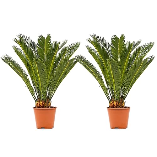 WL Plants 2x Cycas Revoluta Zimmerpflanze - Friedenspalme - Sago-Palme - Palmfarn - Exotische Zimmerpflanzen - Topfpflanzen echt - Einfache Pflege - Pflanzen Höhe +/- 60cm inkl. Topf Ø17cm von WL PLANTS