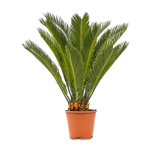 WL Plants Cycas Revoluta Zimmerpflanze - Friedenspalme - Sago-Palme - Palmfarn - Exotische Zimmerpflanzen - Topfpflanzen echt - Grünpflanzen Luftreinigend - Pflanzen Höhe +/- 60cm inkl. Topf Ø17cm von WL PLANTS