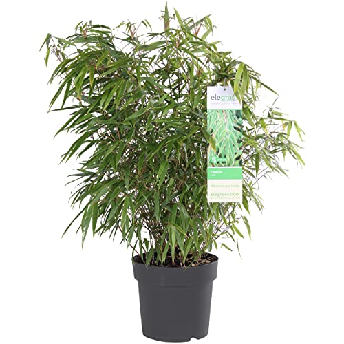 WL Plants Fargesia Rufa Gartenpflanze - Bambuspflanze - Nicht invasiv - Winterhart - Immergrün - Gartenpflanzen - Topf Ø23cm - ± 80cm Hoch - Hochwertig and robuste Verpackung von WL PLANTS