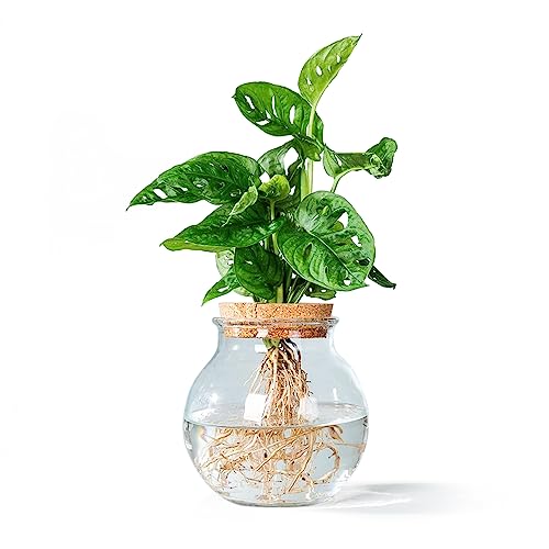 WL Plants Monstera Adansonii Hydrokultur Glas - Propagation station - Zimmerpflanzen - Ø12cm - ± 20cm Hoch - Reagenzglas vase - Im Kugelglas mit Klickkorke edit von WL PLANTS