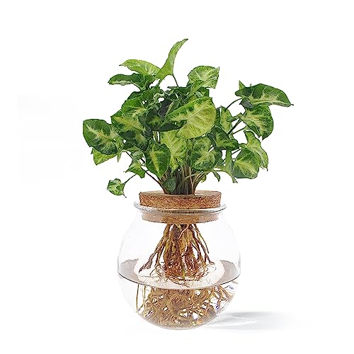 WL Plants Syngonium Pixie Hydrokultur Glas - Propagation Station - Zimmerpflanzen - Ø12cm - ± 20cm Hoch - Reagenzglas vase - Im Kugelglas mit Klickkorke von WL PLANTS