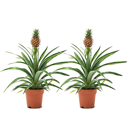 WL Plants Zimmerpflanzen Set 2er - 2x Ananas Comosus - Bromelia - Pflanzen Höhe +/- 45cm inkl. Topf Ø 12cm - Aus professioneller Zucht - Grünpflanzen Zimmerpflanzen - Topfpflanzen echt von WL PLANTS