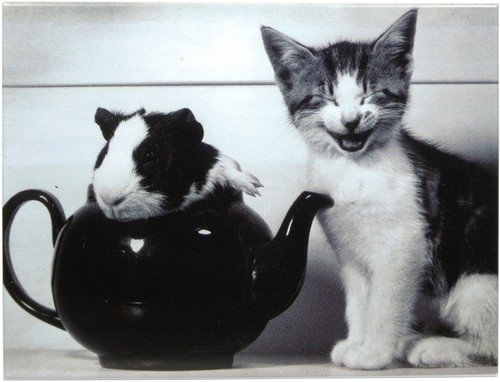 Kühlschrank Metall Magnet 6x8 cm Meerschwein und Katze Tiere Nostalgie Tin Sign EMAG68 von WOGEKA ART