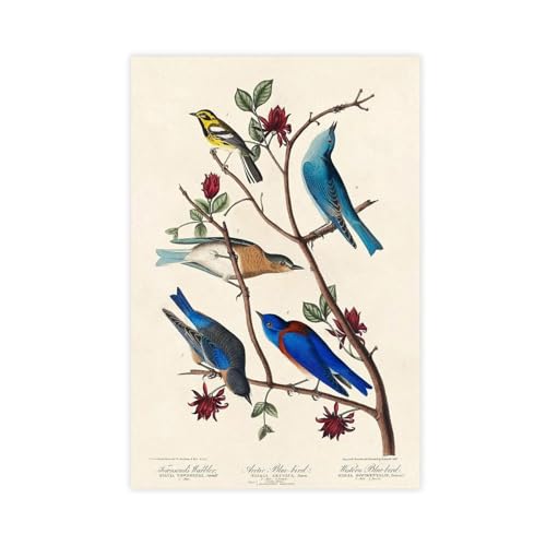 WOPIYNAG Leinwand-Poster, Motiv: Zaunkönig, arktischer Blauvogel, Illustration, Wandkunstdruck, Bild, Gemälde, 20 x 30 cm WOPIYNAG Leinwand-Poster, Motiv: Zaunkönig, arktischer Blauvogel, Illustration, Wandkunstdruck, Bild, Gemälde, 20 x 30 cm von WOPIYNAG