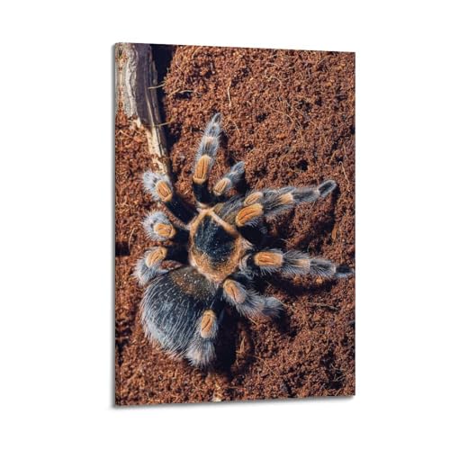 Insektenposter Mexikanische Vogelspinne mit rotem Knie, dekorative Leinwand, Wand- und Kunstposter, Gemälde, 40 x 60 cm von WSLS