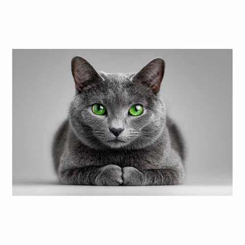 WUFIEA Leinwandbild mit Katzenmotiv, lustiges Tier Grauer Mog Wohnzimmer Schlafzimmer Badezimmer Halloween Wanddekoration(Dunkelgrau144)-60x90cm Ungerahmt von WUFIEA