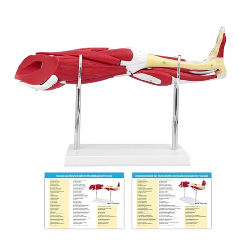 Menschliche Beinmuskel Anatomie Modell, 1/4 Leben Größe Muskulatur Anatomische 10 Pcs abnehmbar Zeigen Muskeln wichtige Blutgefäße und Nerven mit Produkt-Handbuch-Karte für die medizinische Ausbildung von WULTNICEW