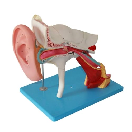 Menschliches Modell für Anatomie Abnehmbares Ohrmodell Anatomisches Modell Des Menschlichen Organs Anatomisches Vergrößerungsmodell Medizinisches Modell Schulun Terricht Menschliches Modell für Anatomie Abnehmbares Ohrmodell Anatomisches Modell Des Menschlichen Organs Anatomisches Vergrößerungsmodell Medizinisches Modell Schulun Terricht von WUTIANBAO