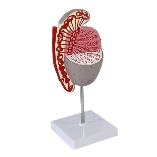 Menschliches Modell für Anatomie Anatomisches Modell Der Menschlichen Hoden, Anatomisches Modell Der Männlichen Geschlechtsorgane, Internes Und Externes Organmodell Schulun Terricht von WUTIANBAO