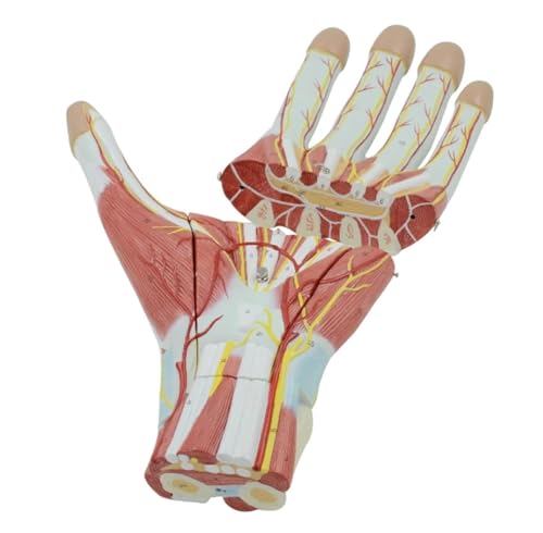 Menschliches Modell für Anatomie Menschliche Hand Muskel Nerv Blutgefäß Anatomie Modell Medizinische Wissenschaft Lehre Für Labor Ausrüstung Ornament Schulun Terricht von WUTIANBAO