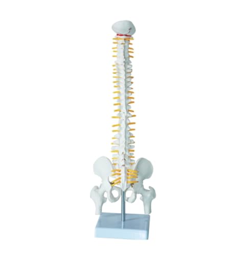 Menschliches Modell für Anatomie Menschliche Wirbelsäule Mit Beckenmodell Menschliche Anatomische Anatomie Wirbelsäule Medizinisches Modell Wirbelsäulenmodell Mit Ständer Schulun Terricht von WUTIANBAO