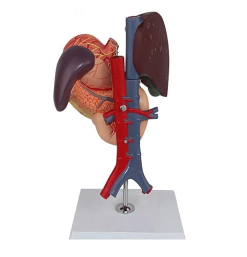 Menschliches Modell für Anatomie Menschliches Lebermodell Mit Bauchspeicheldrüse Und Zwölffingerdarm Anatomisches Lebermodell Leber- Und Bauchspeicheldrüsenmodell Schulun Terricht von WUTIANBAO