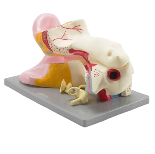 Menschliches Modell für Anatomie Menschliches Organ Anatomisches Modell Ohr Modell 6 Mal Vergrößert Ohr Anatomisches Modell 3 Teile Für Medizinische Schulun Terricht von WUTIANBAO