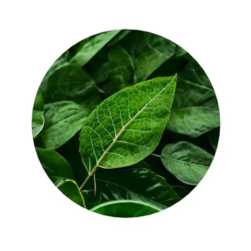 Green Leaf Nature Kühlschrankmagnete, geeignet für Whiteboards, Kühlschränke und Dekorationsartikel Green Leaf Nature Kühlschrankmagnete, geeignet für Whiteboards, Kühlschränke und Dekorationsartikel von WXCJWD