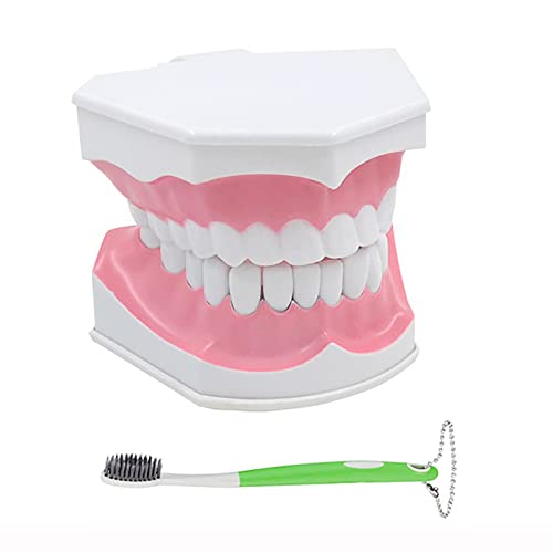 Dental Teeth Model, 2X Large Mouth Model Demonstration Tooth Anatomical For Teaching Practice Dental Teeth Model, 2X Large Mouth Model Demonstration Tooth Anatomical For Teaching Practice von WXLWHR