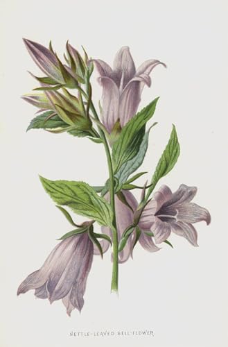 WYKUJMYTO Berühmte Gemälde Moderne Kunstdrucke Bild Druck Auf Leinwand Brennnesselblättrige blume von frederick edward hulme Poster Kunstwerke für Wohnzimmer Dekoration 60x90cm von WYKUJMYTO