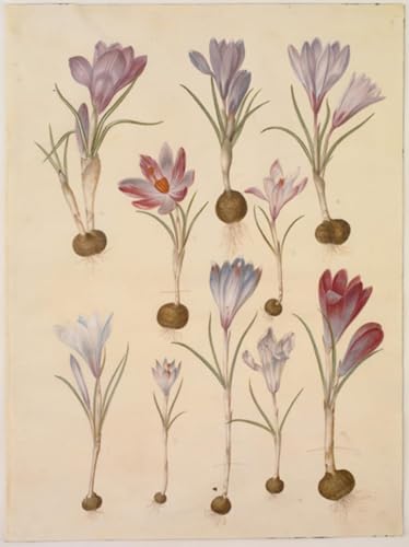 WYKUJMYTO Berühmte Gemälde Moderne Kunstdrucke Bild Druck Auf Leinwand Spring Crocus by Hans Simon Holtzbecker Poster Kunstwerke für Wohnzimmer Dekoration 60x90cm von WYKUJMYTO
