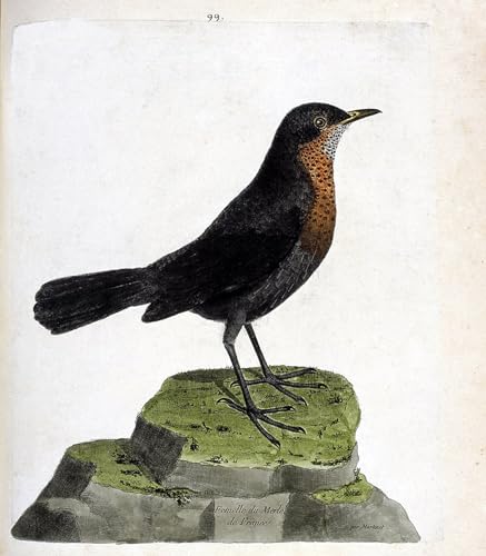 WYKUJMYTO Kunst Gemälde Poster Kunstwerke Berühmte Leinwand Drucken Weibliche Amsel von Francois Nicolas Maritinet Kunstdrucke Leinwand für Wohnzimmer Dekoration 60x90cm WYKUJMYTO Kunst Gemälde Poster Kunstwerke Berühmte Leinwand Drucken Weibliche Amsel von Francois Nicolas Maritinet Kunstdrucke Leinwand für Wohnzimmer Dekoration 60x90cm von WYKUJMYTO