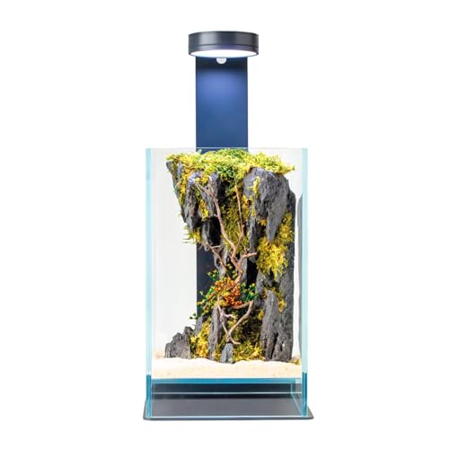 WabiFlur Stabilisiertes Terrarium Creus aus extra hellem Glas mit LED-Licht und Ständer, komplett mit stabilisierten Blumen, natürliche Einrichtung, elegant, wartungsfrei, für Zuhause, Büro und von WabiFlur