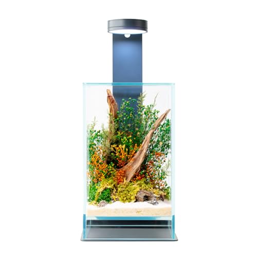 WabiFlur Stabilisiertes Terrarium Sparoza aus extraklarem Glas, komplett mit Licht und Ständer, stabilisierte Blumen, natürliche Dekoration, elegant, wartungsfrei, für Zuhause, Büro und Geschenkideen WabiFlur Stabilisiertes Terrarium Sparoza aus extraklarem Glas, komplett mit Licht und Ständer, stabilisierte Blumen, natürliche Dekoration, elegant, wartungsfrei, für Zuhause, Büro und Geschenkideen von WabiFlur