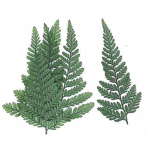 Wadakada 60 Stück Getrockneter Grüner Farn, Herbarium Aus Kunststoff, Getrockneter Grüner Farn für DIY-Schmuck, Postkarte, Einladungskarte, Handyhülle, Pennisetum-Blätter von Wadakada