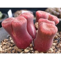 Conophytum Verrucosum, Steinpilz, Seltene Sukkulente, 10 Samen von WalawalaStudio