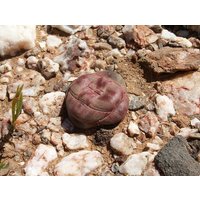 Crassula Columnaris, Seltene Sukkulente, 10 Samen [Nur Samen] von WalawalaStudio