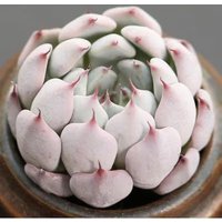 Echeveria Cuspidaten Gemmula, Seltene Sukkulente, 10 Samen [Nur Samen] von WalawalaStudio