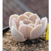 Echeveria Runyonii San Carlos, Seltene Sukkulente, 10 Samen [Nur Samen] von WalawalaStudio
