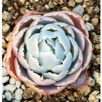 Echeveria Simulans Ascension, Seltene Sukkulente, 10 Samen [Nur Samen] von WalawalaStudio