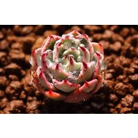 Echeveria Subalpina, Seltene Sukkulente, 10 Samen [Nur Samen] von WalawalaStudio