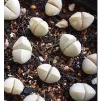 Lapidaria Margaretae, Seltene Sukkulente 10 Samen [Nur Samen] von WalawalaStudio