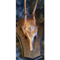 Geweih Schädel Dekogeweih Rehbock Deko Dekoschädel Strass Hirsch von Walddeko