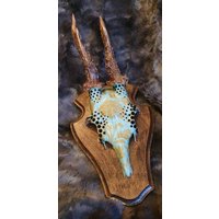 Geweih Schädel Reh Rehbock Deko Jagdtrophäe Türkis Strass Schwarz Gold Rosègold Unikat Hirsch Geweih Schädel Reh Rehbock Deko Jagdtrophäe Türkis Strass Schwarz Gold Rosègold Unikat Hirsch von Walddeko