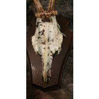 Geweih Schädel Rehbock Dekoschädel Birke Hirsch von Walddeko
