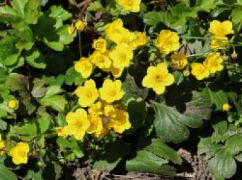 Waldsteinie / Dreiblatt Golderdbeere, Waldsteinia ternata, Containerware von Waldsteinia ternata