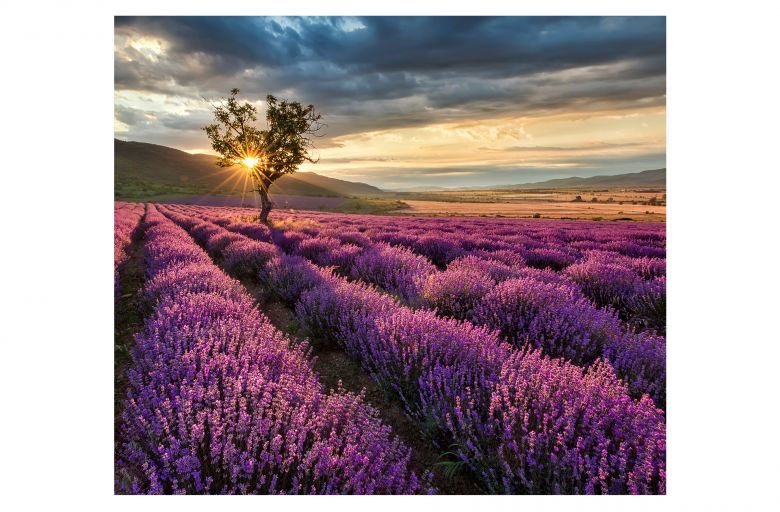 Wall-Art Herd-Abdeckplatte Lavendel Blumen Sonnenaufgang, Glas, (1 tlg), moderne Schutzplatte von Wall-Art