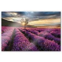 Wall-Art Küchenrückwand "Lavendel Blumen in der Provence", (1 tlg.) von Wall-Art