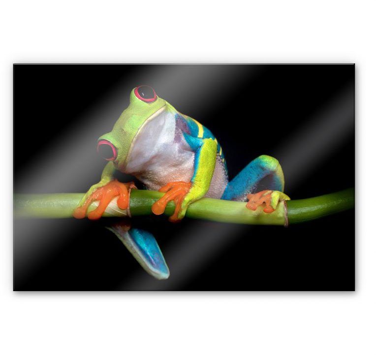 Wall-Art Küchenrückwand Spritzschutz Frisch Green Frog, (1-tlg), Herd Waschbecken Wandschutz von Wall-Art