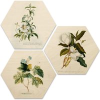 Wall-Art Mehrteilige Bilder "Botanische Collage Blumen Floral", Tiere, (Set, 3 St.) von Wall-Art