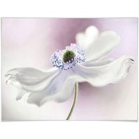 Wall-Art Poster "Anemone Kunstdruck", Pflanzen, (1 St.) von Wall-Art