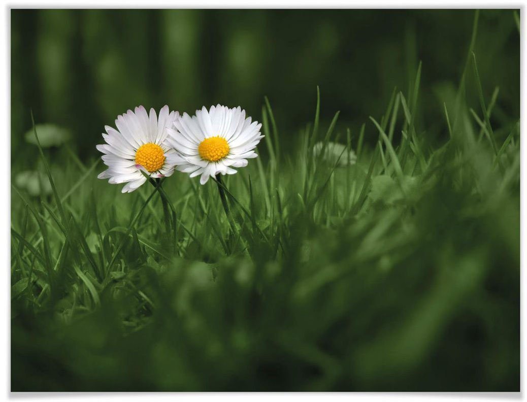 Wall-Art Poster Blumen Zwei Gänseblümchen, Blumen (1 St), Poster ohne Bilderrahmen von Wall-Art