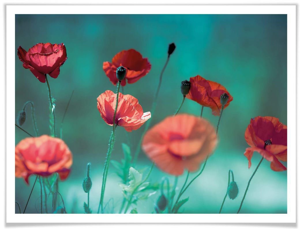 Wall-Art Poster Mohn Aquamarin, Pflanzen (1 St), Poster ohne Bilderrahmen von Wall-Art